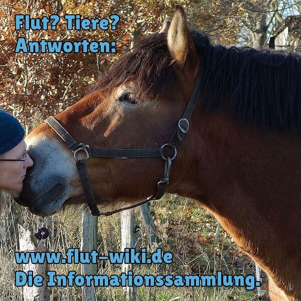 Datei:Tiere.jpg